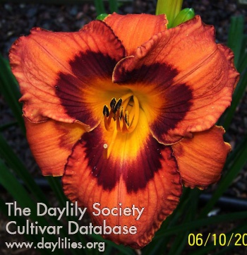Daylily Scream for Me